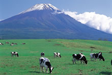 朝霧高原　放牧風景